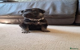 German Shepherd dogs for sale: German shepherd puppies  - Image 9
