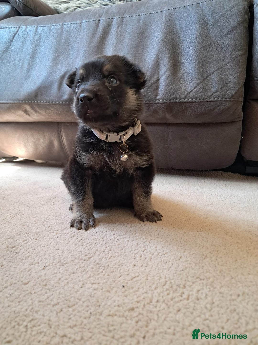 German Shepherd dogs for sale: German shepherd puppies  - Image 9