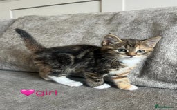 Mixed Breed cats for sale: 3 mixed tabby kittens. - Image 7