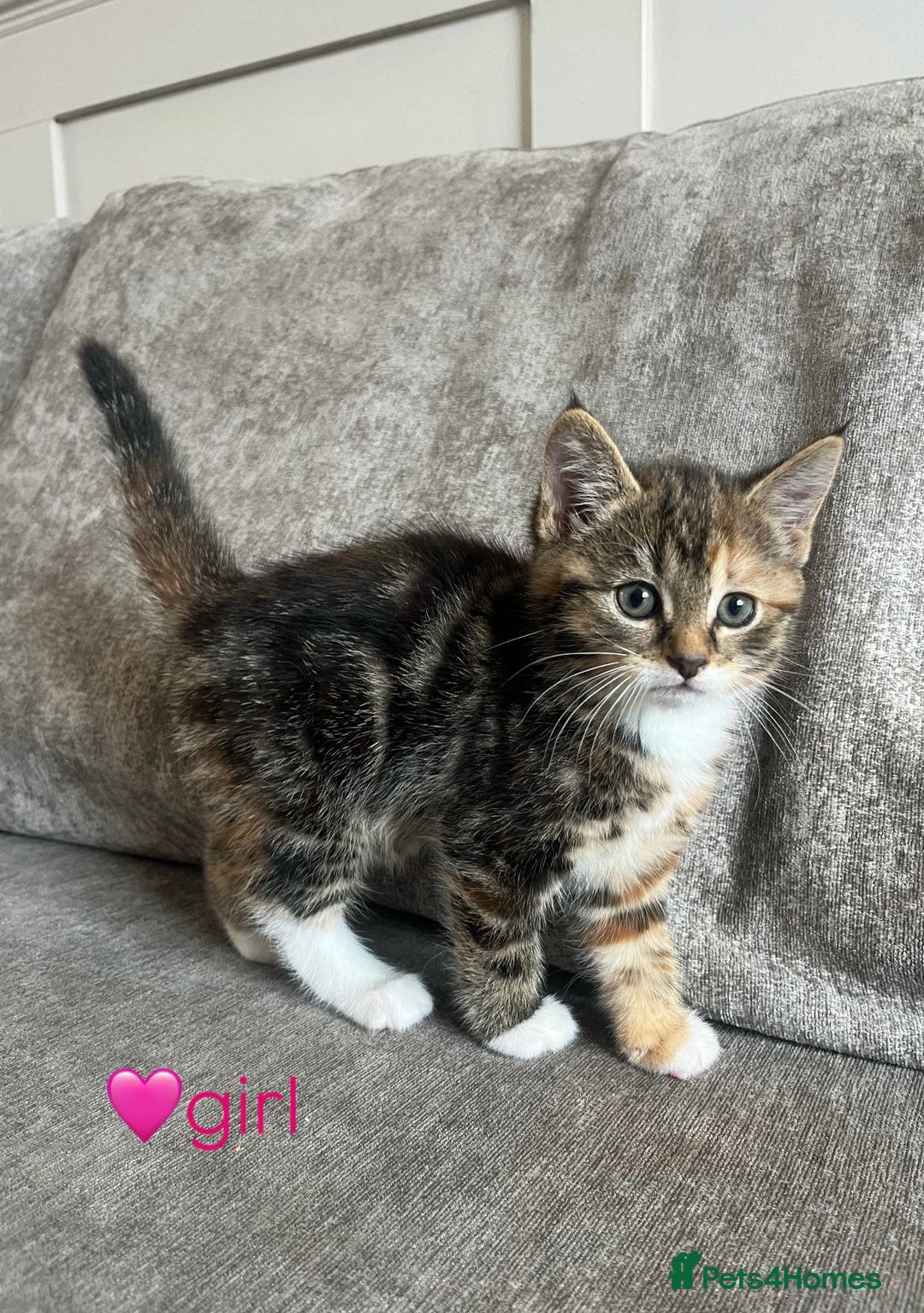 Mixed Breed cats for sale: 3 mixed tabby kittens. - Image 7