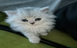 Persian cats for sale: Persian chinchilla kittens - Image 22