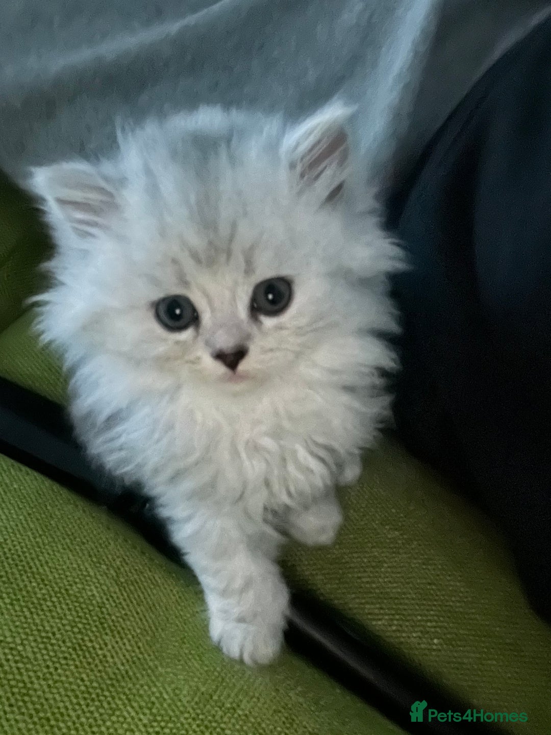 Persian cats for sale: Persian chinchilla kittens - Image 22