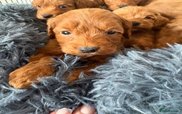 Cockapoo dogs for sale: Beautiful fox red cockapoo - Image 8