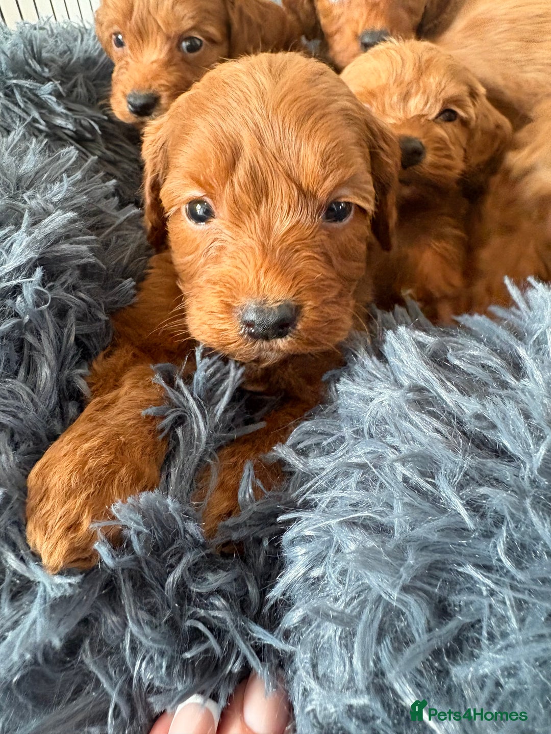 Cockapoo dogs for sale: Beautiful fox red cockapoo - Image 8