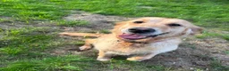 Golden Retriever dogs for sale: Beautiful Bella  - Advert 2