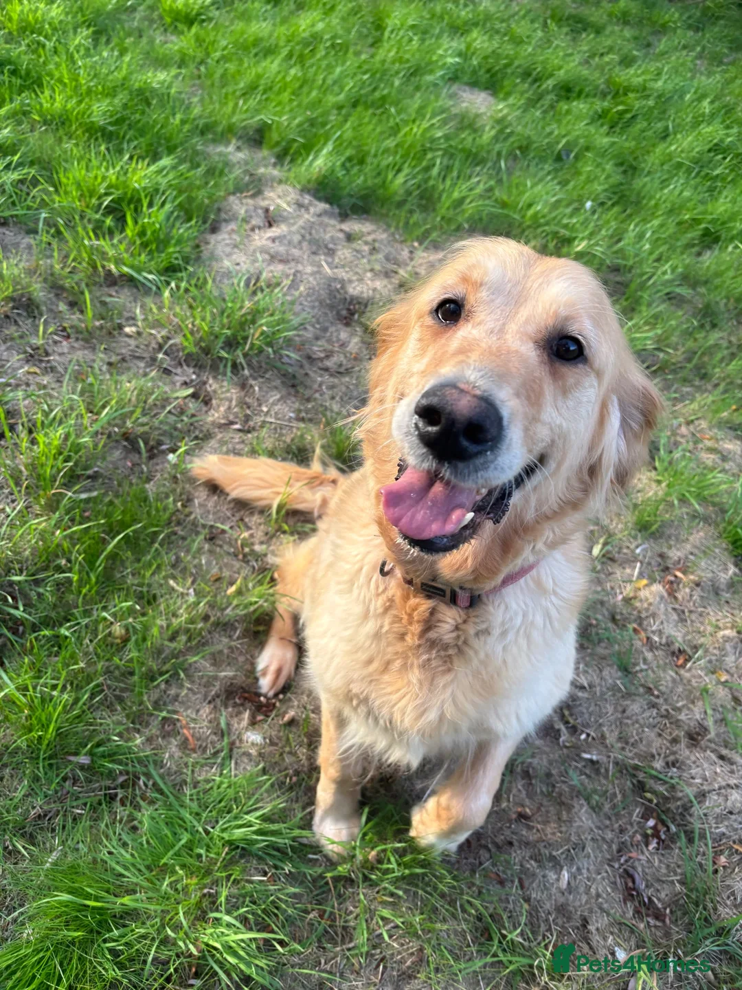 Golden Retriever dogs for sale: Beautiful Bella  - Advert 2