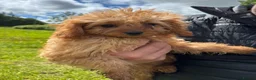 Cavapoo dogs for sale: 🌟 DNA Tested KC Parents Red F1 Cavapoo Puppies - Advert 6