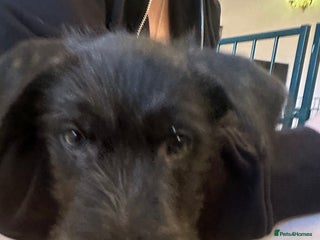 Mixed Breed dogs Belgian Malinois X Lurcher - Advert 2