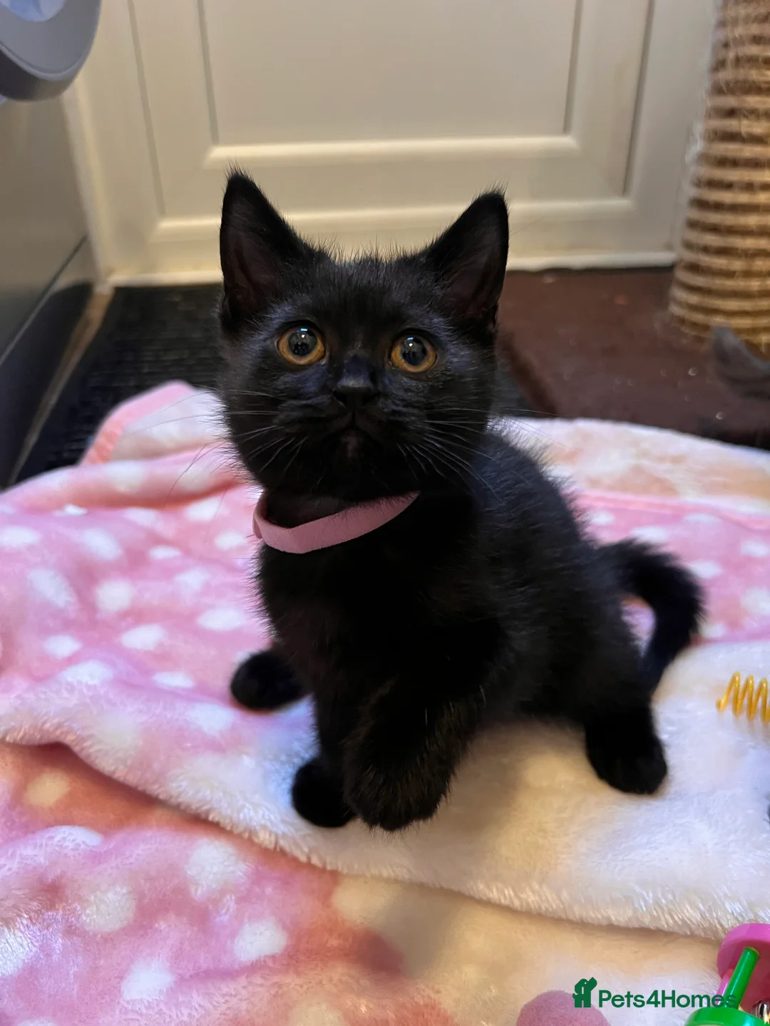 British Shorthair cats for sale: British Shorthair Kittens - Advert 12