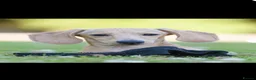 Miniature Dachshund dogs for sale: Isabella & cream dapple puppies  in Barnsley - Advert 39