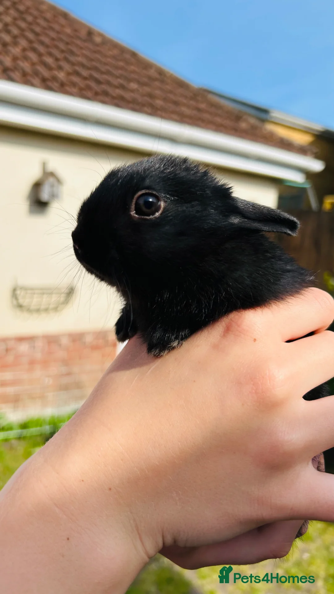 Netherland Dwarf rabbits for sale: Netherlands dwarf bunnies - Advert 2