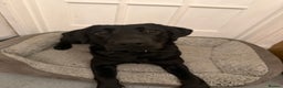 Labrador Retriever dogs for sale: Pepper - Advert 3