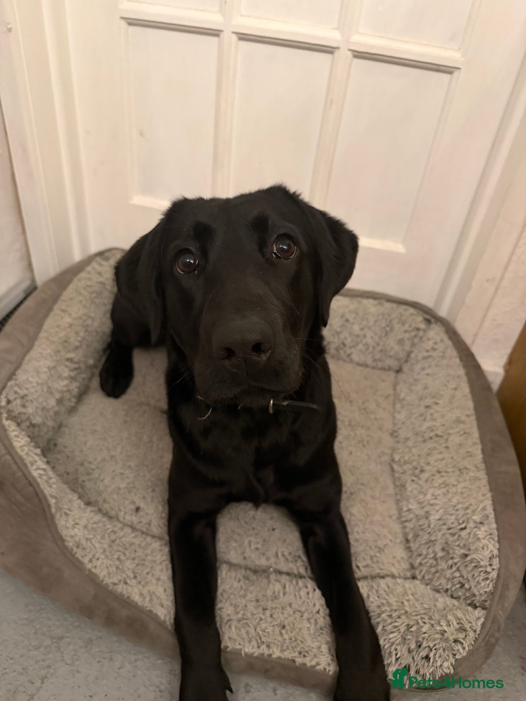 Labrador Retriever dogs for sale: Pepper - Advert 3