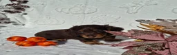 Dachshund dogs for sale: Beautiful long haired miniature daschunds . in Gosport - Advert 10