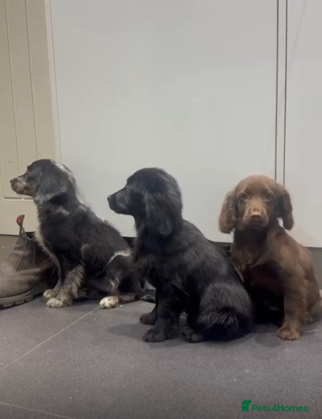 Cockapoo dogs for sale: Silver merle cockapoo puppies  - Advert 18