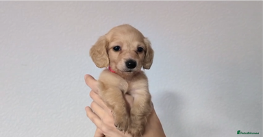 Miniature Dachshund dogs - Advert 8