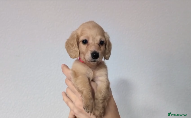Miniature Dachshund dogs - Advert 3
