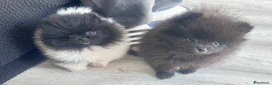 Pomeranian Puppy 2