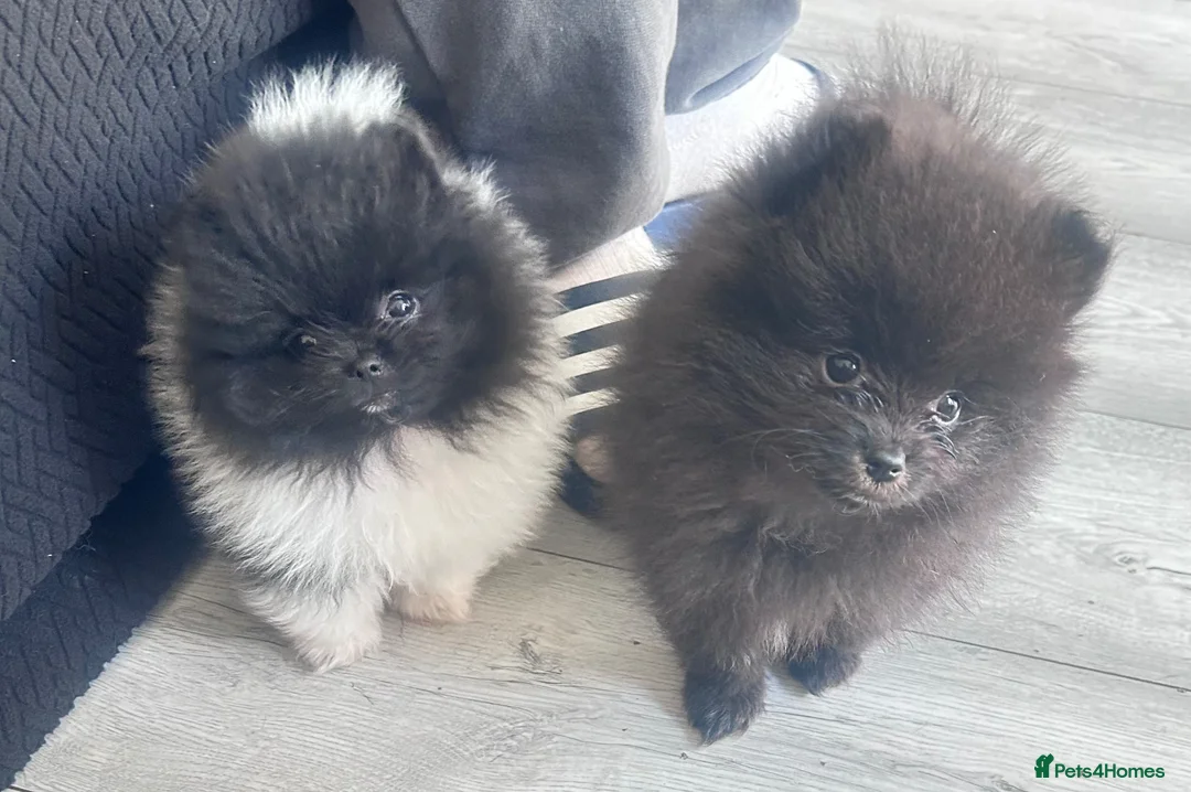 Pomeranian dogs for sale: 3 male Pomeranian puppies  - Advert 2