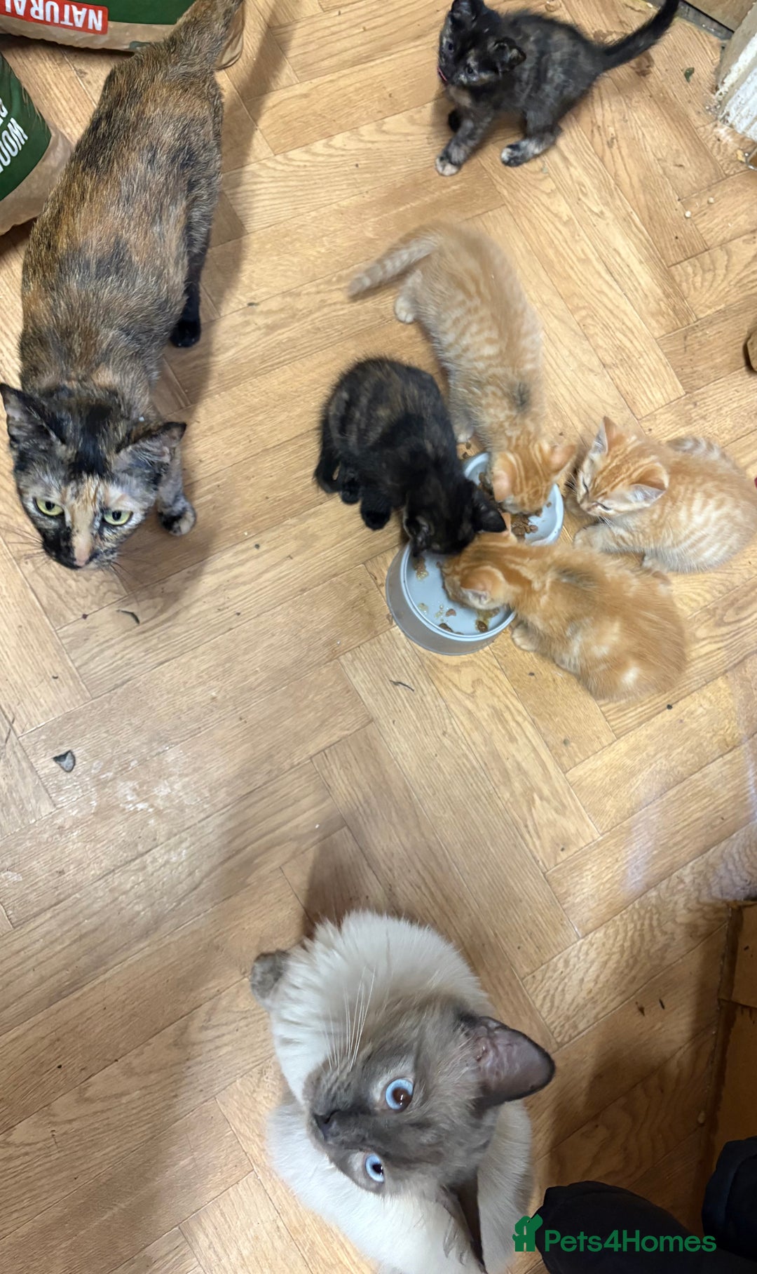 Ragdoll cats for sale: Ragdoll cross kittens - Image 3