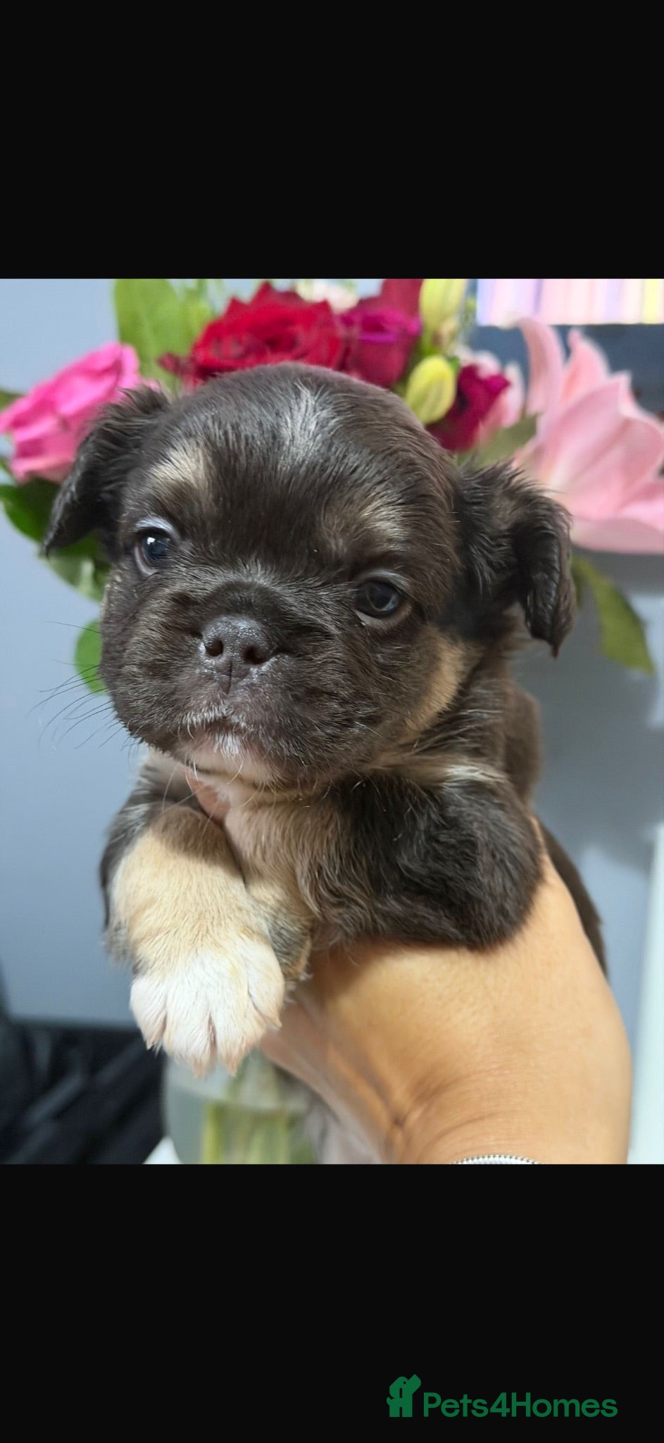 French Bulldog dogs Gorgeous KC registered French bulldogs - Advert 12