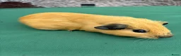 Guinea Pig rodents for sale: Baby guinea pigs  - Advert 4