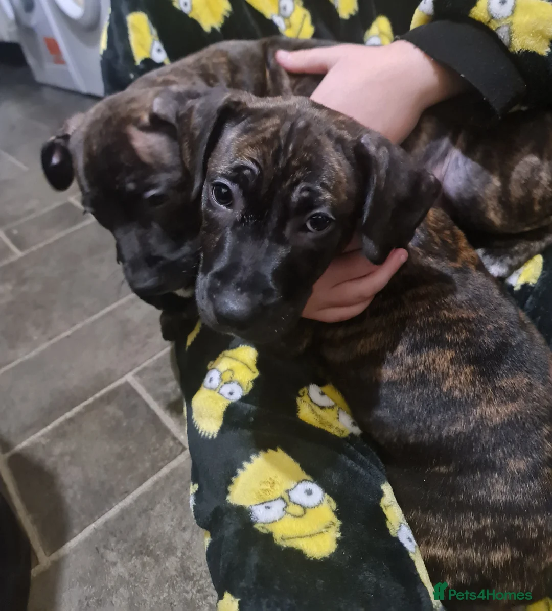 Staffordshire Bull Terrier dogs for sale: Classical staffy male pups - Advert 13