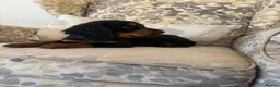 Cocker Spaniel dogs for sale: Fantastic Litter of Working Cocker Spaniels  - Advert 20