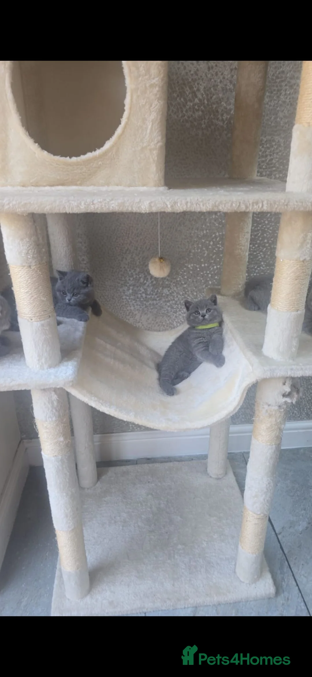 British Shorthair cats for sale: Gorgeous Adorable British Short Hair kittens in Bristol - Advert 22
