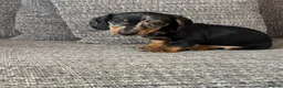 Dachshund dogs for sale: Dachshund puppies - Advert 21