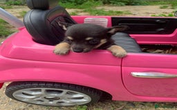 Mixed Breed dogs for sale: Stunning chihuahua x puppys - Image 17