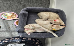 Bengal cats for sale: BLUE EYE SNOW BENGAL LYNC TICA ACTIVE - Image 14