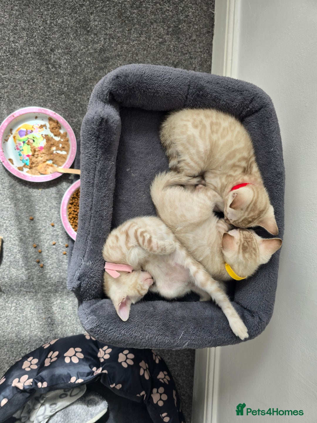Bengal cats for sale: BLUE EYE SNOW BENGAL LYNC TICA ACTIVE - Image 14