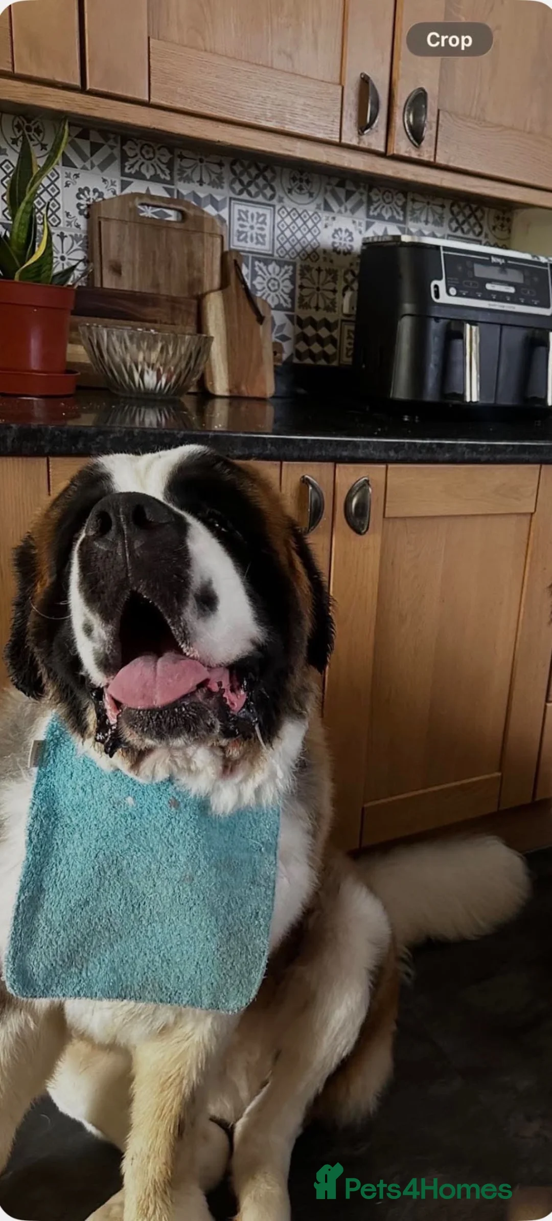Saint Bernard dogs for sale: 💙 Walter is looking for his perfect home 💙 in Hull - Advert 2