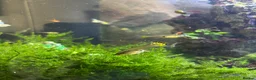 Other/Mixed Breed fish for sale: Guppies for sale - Advert 1