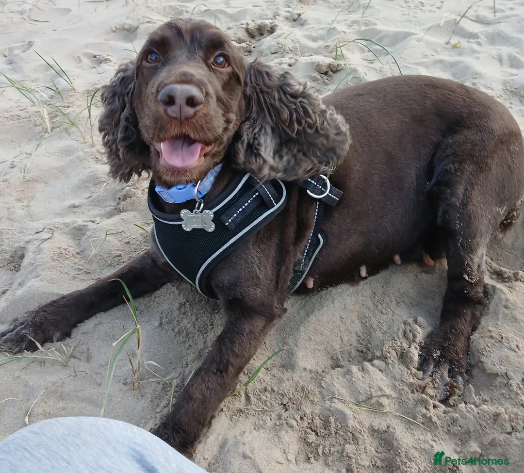 Cocker Spaniel dogs for sale: Show Cocker FREE - Advert 2