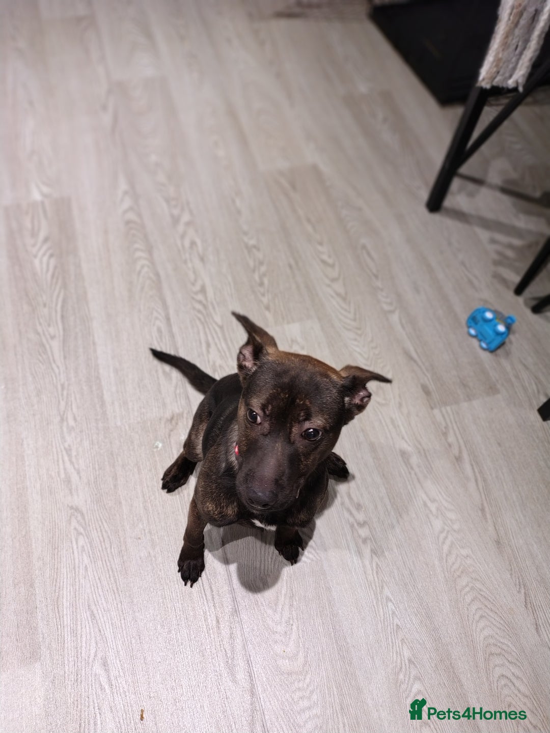 Mixed Breed dogs for sale: Lovely lady looking for a home with time - Advert 3