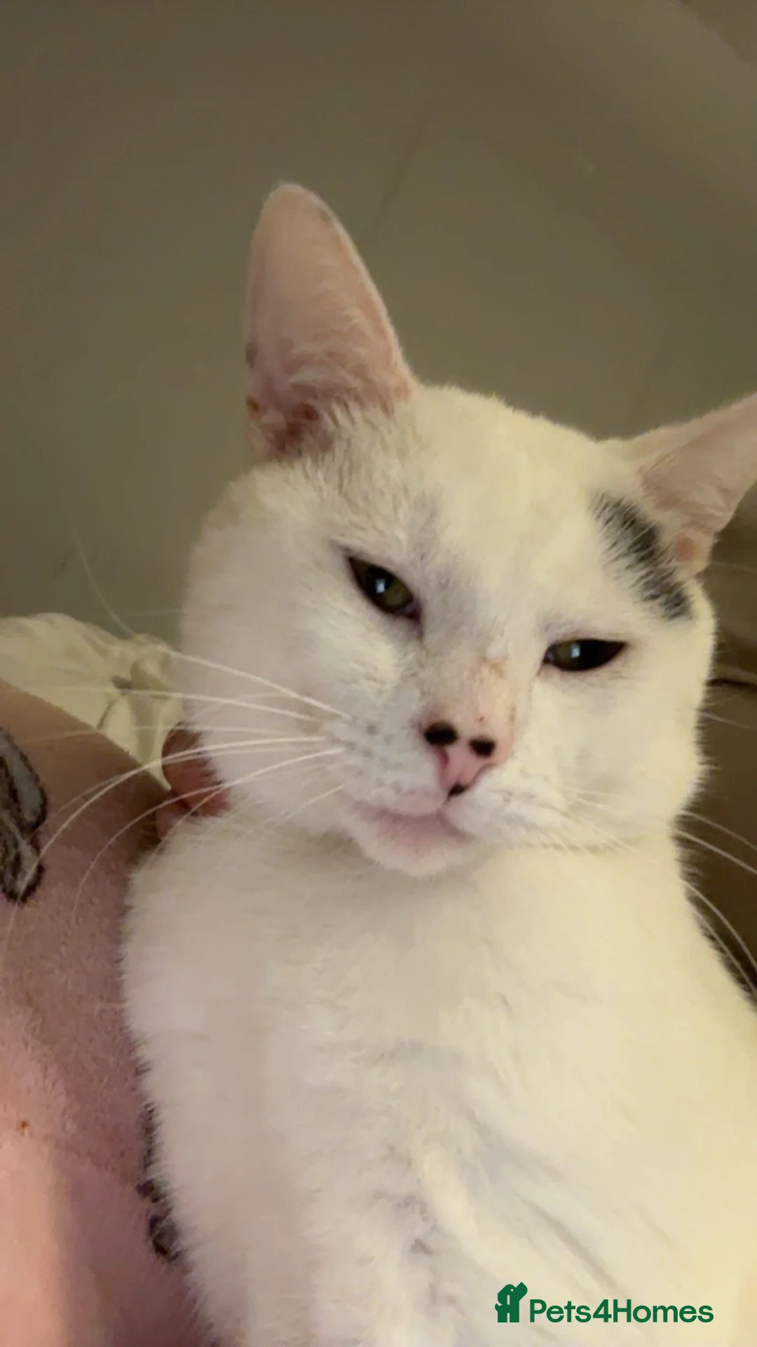 Mixed Breed cats for sale: Snowy and Alfie 17 Months old in Stirling - Advert 4