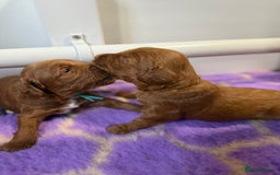 Australian Labradoodle dogs for sale: Red Australian Labradoodle Puppies - WALA Multigen - Image 13