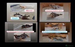 Jack Russell dogs for sale: 3 beautiful barney paws and much Wenlock jr pups - Image 8