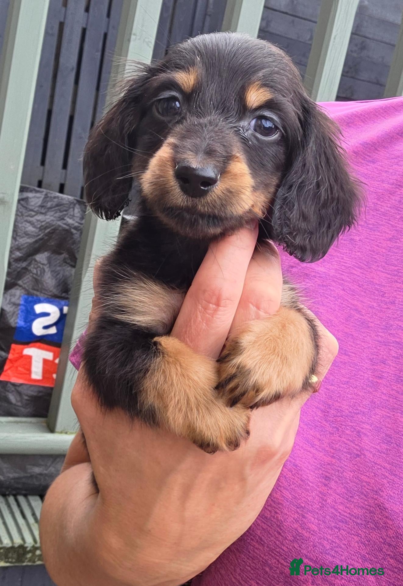 Miniature Dachshund dogs True longhaired minature dachshunds  - Advert 1