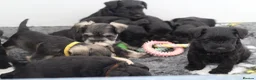 Miniature Schnauzer dogs for sale: 🌟 Exceptional KC Miniature Schnauzer Puppies 🌟 - Advert 24