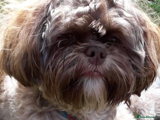 Shih Tzu dogs Shih tzu stud proven in Glasgow - Advert 3