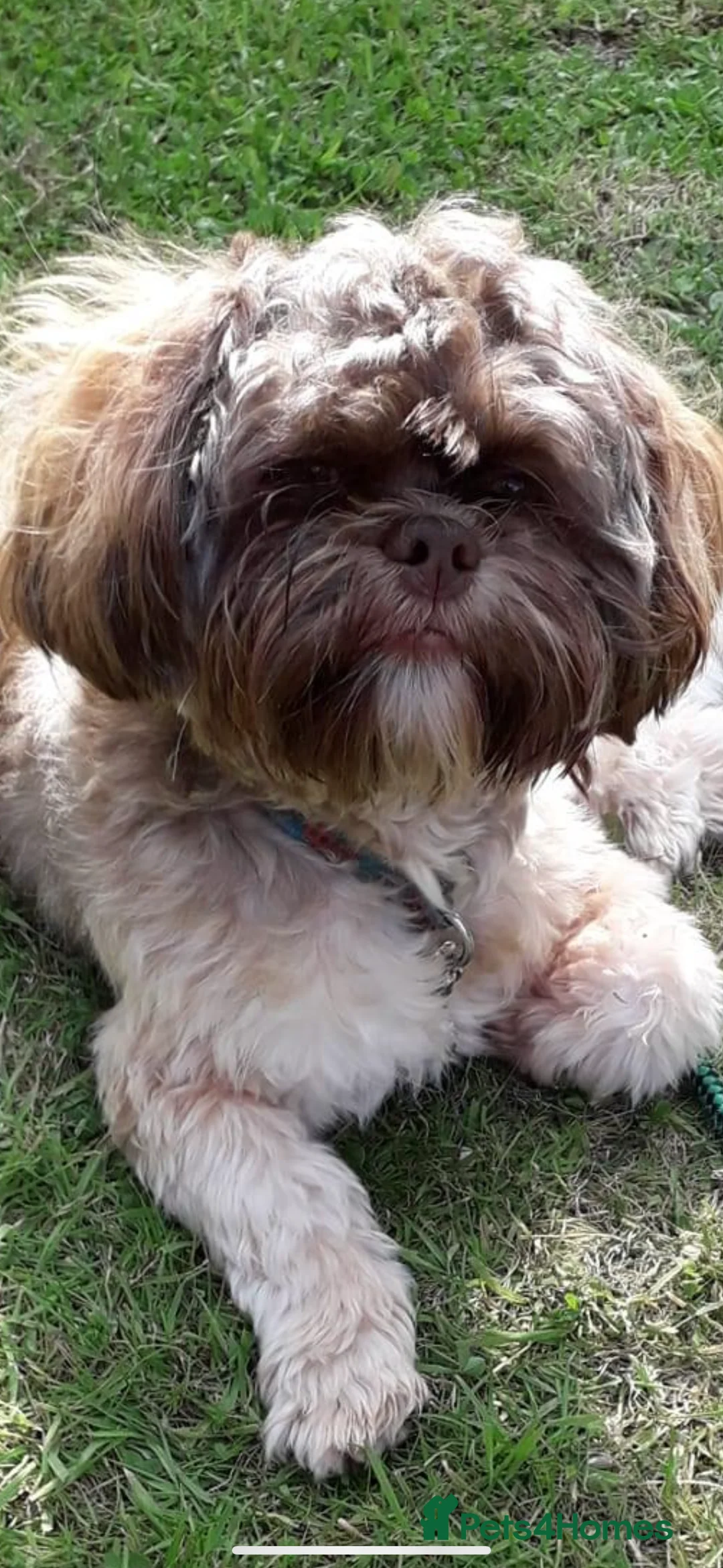 Shih Tzu dogs for stud: Shih tzu stud proven  in Glasgow - Advert 1