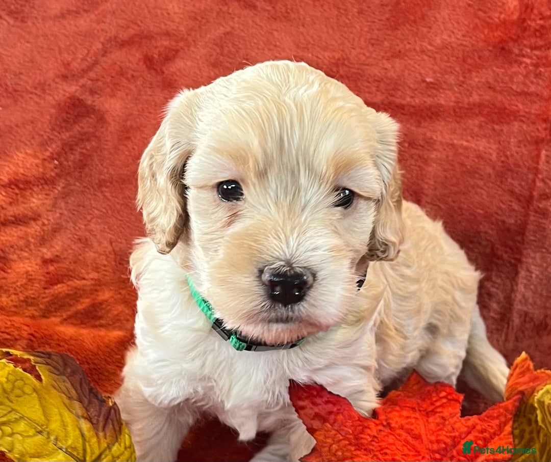 Cockapoo dogs for sale: Stunning F1 Cockapoos  - Advert 8