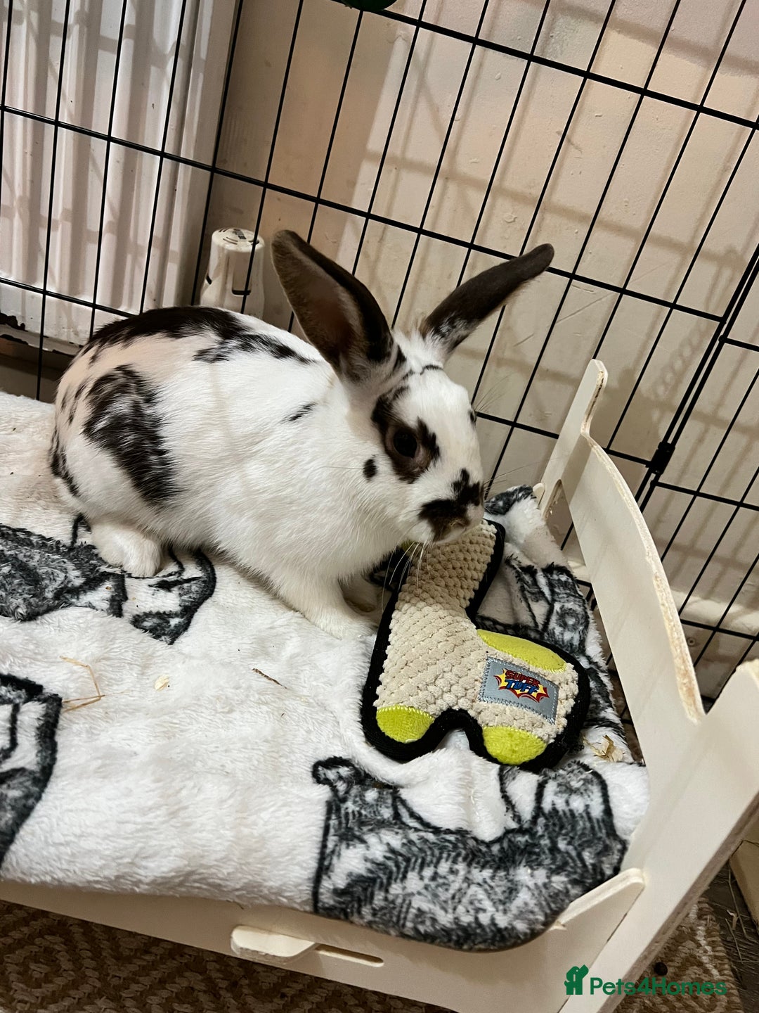 Mixed Breed rabbits for sale: Male and female rabbits 🩷🩵 - Advert 5