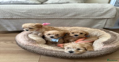 Maltipoo dogs - Advert 4
