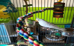 Cockatiels birds for sale: 10 month old white cockatiel  - Image 1