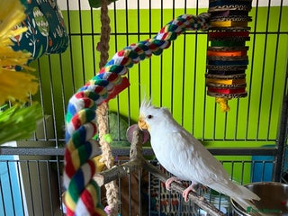 Cockatiels birds - Advert 1