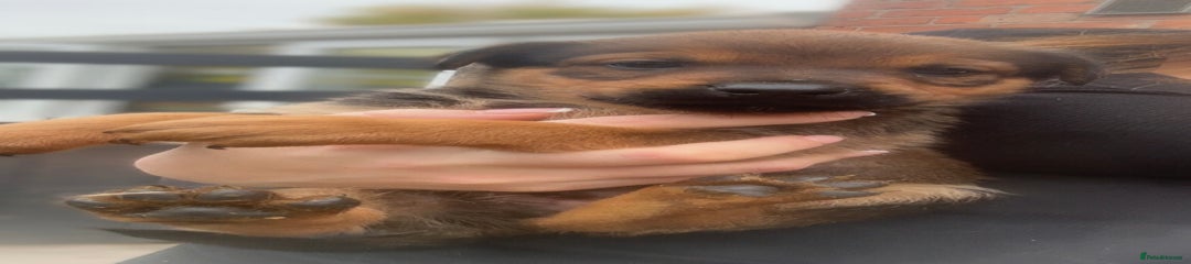 Mixed Breed Puppy 9